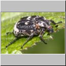 Valgus hemipterus - Stolperkaefer 02b.jpg